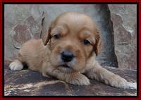 Sky Reagan pups 3 wks old 300