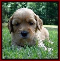 Sky Reagan pups 4 wks old 390