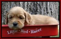 Sky Reagan pups 4 wks old 430