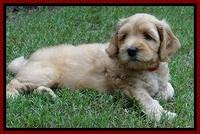 Sky Reagan pups 6 wks old 370