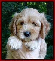 Sky Reagan pups 7 wks old 271