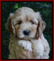 Sky Reagan pups 7 wks old 291