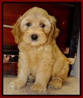 Sky Reagan pups 8 wks old 50