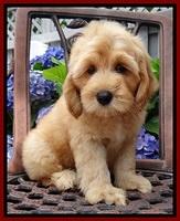 Sky Reagan pups 8.5 wks old 71