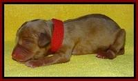 SkyReagan pups newborn 241