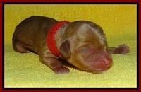 SkyReagan pups newborn 261