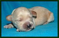 Sky Reagan pups 1 week old 2252