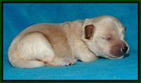 Sky Reagan pups 1 week old 3252