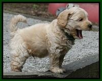 Sky Reagan pups 6 wks old 560