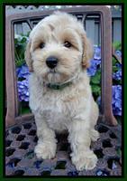 Sky Reagan pups 8 wks old 60