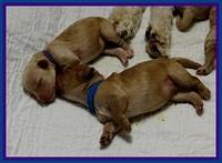 ST pups 5 days old 4