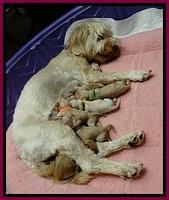 ST pups newborn 7