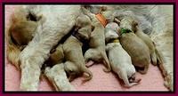 ST pups newborn