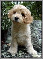 Miller Family: Bogart "Bogey"