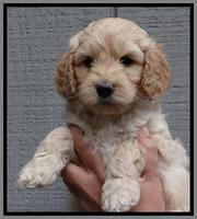 ST pups 6 wks old 3