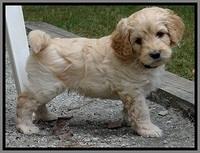 ST pups 6 wks old 4 (2)