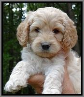 ST pups 6 wks old faces 241