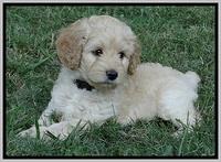 ST pups 7 wks old 10100