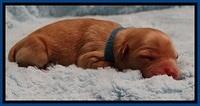 ST pups 1 day old 13