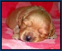 ST pups 2 wks ols 5