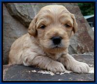 ST pups 3 wks old 4