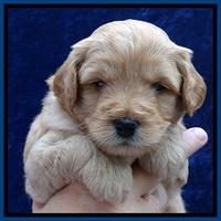 ST pups 4 wks old 4
