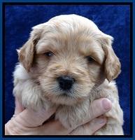 ST pups 4 wks old 5