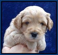 ST pups 4 wks old 6
