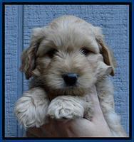 ST pups 6 wks old 24