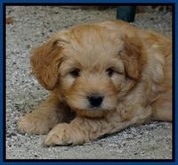 ST pups 6 wks old 7