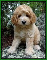Besisswanger family: " Maisie"
