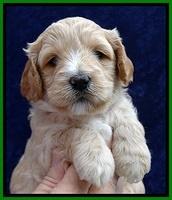 ST pups 4 wks old 13