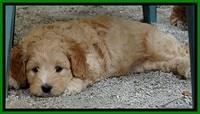 ST pups 6 wks old 1 (2)