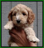 ST pups 6 wks old 6