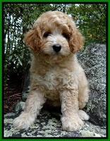 ST pups 8 wks old 1500