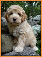 Kenyon Family: "Jolene"