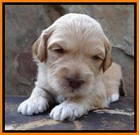 ST pups 3 wks old 38