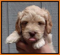 ST pups 6 wks old 12