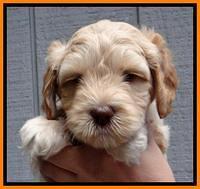 ST pups 6 wks old 14