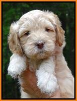 ST pups 6 wks old faces 301