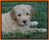 ST pups 7 wks old 13100