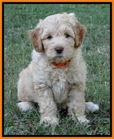 ST pups 8 wks old 9100