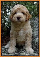 ST pups 8 wks old 9500