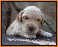 STpups 3 wks old 38