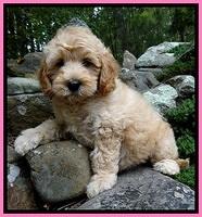 Schneider family: "Daisy"