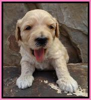 ST pups 3 wks old 2
