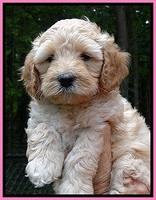 ST pups 6 wks old faces 411