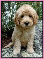 ST pups 8 wks old 24500