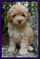 Shutt Family: Abby