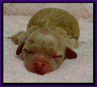 ST pups 1 day old 4